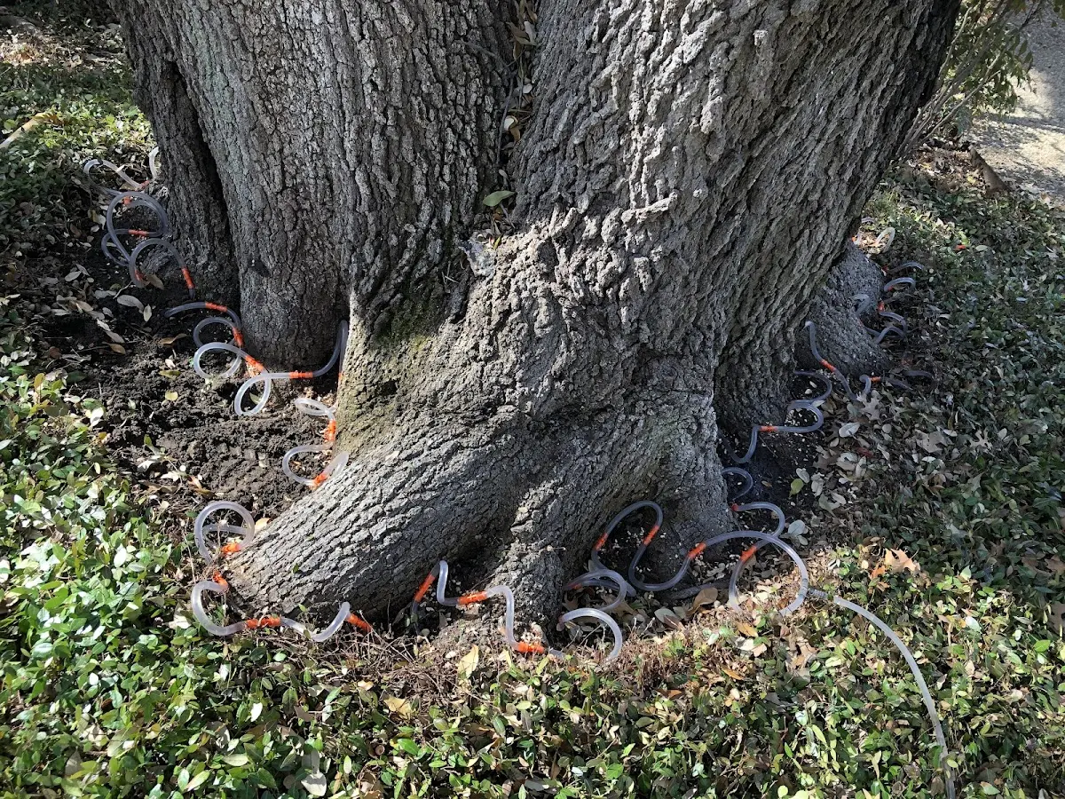 Detailed Tree Cabling and Bracing job site in North Brookfield