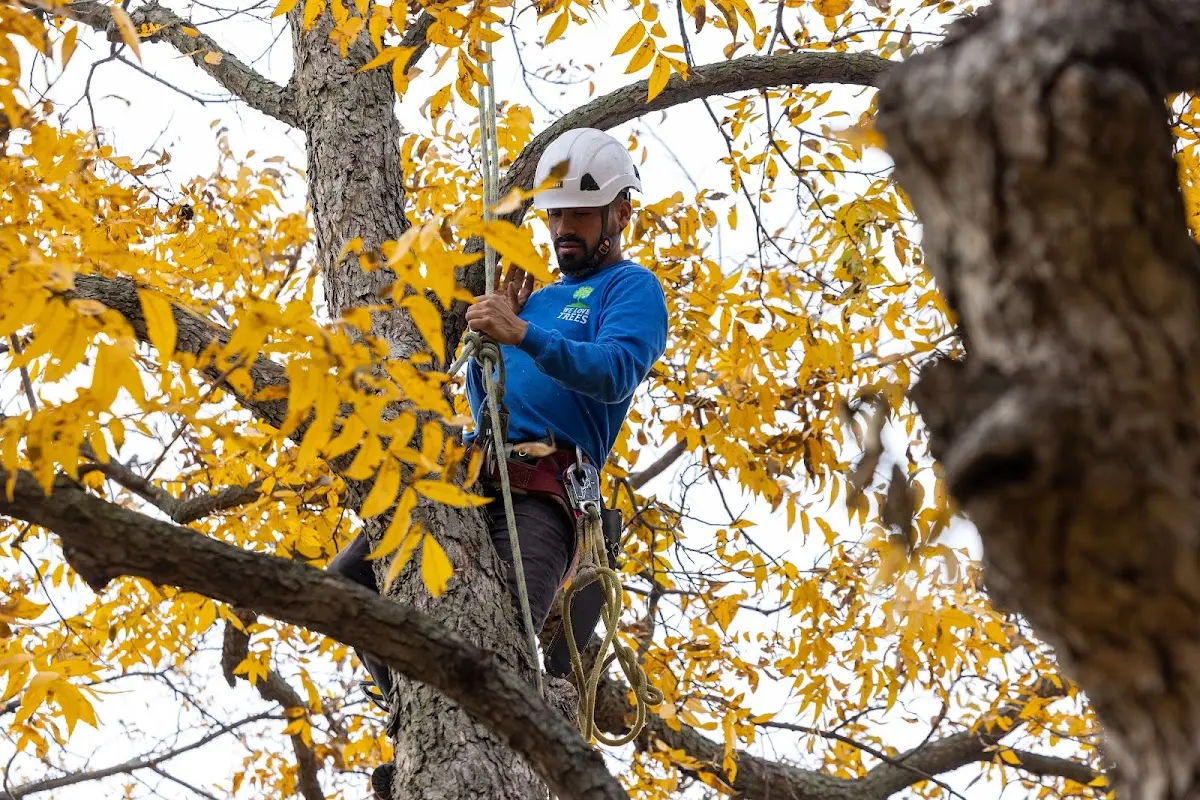Skilled Storm Damage Cleanup crew working in North Brookfield